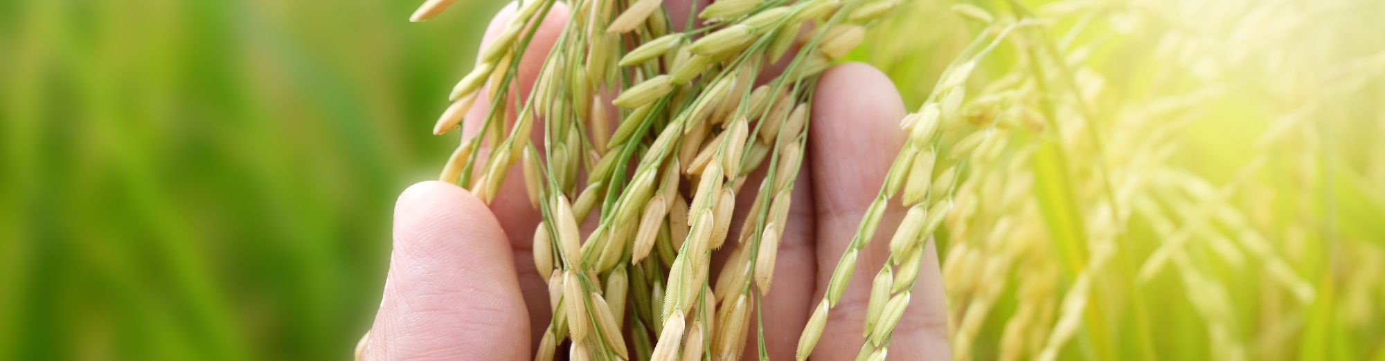 Tudo sobre Arroz
